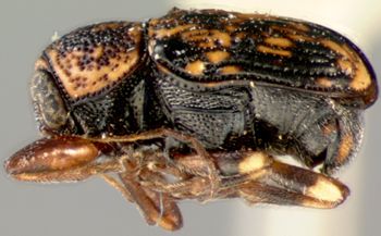 Media type: image;   Entomology 8789 Aspect: habitus lateral view